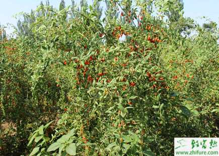 種枸杞播種育苗技術