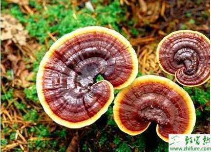 如何利用桑枝栽培靈芝技術