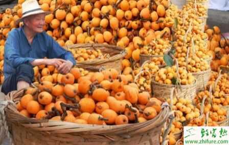 2015種枇杷賺錢嗎？2015枇杷種植前景及市場價格分析