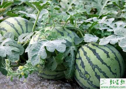 2015種西瓜賺錢嗎？2015西瓜種植前景及市場價格分析