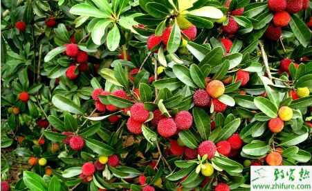 2015種楊梅賺錢嗎？2015楊梅種植前景及市場價格分析