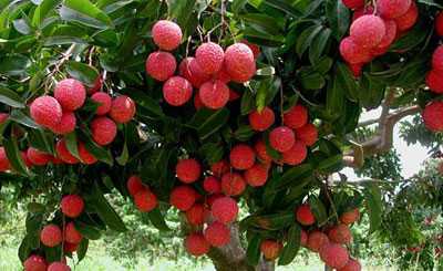 2015種荔枝賺錢(qián)嗎？2015荔枝種植前景及市場(chǎng)價(jià)格分析