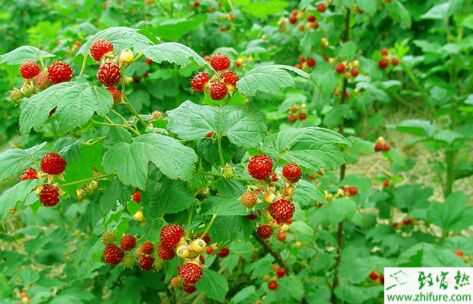 2015種樹莓賺錢嗎？2015樹莓種植前景及市場價格分析
