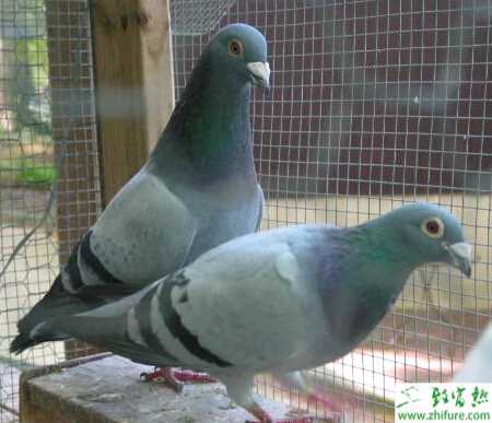 養殖鴿子停止產蛋的原因