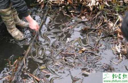 養(yǎng)殖黃鱔越冬前準(zhǔn)備和一些越冬巧妙技巧
