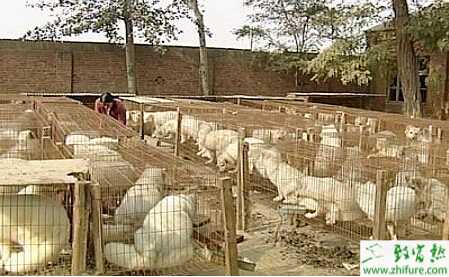 養(yǎng)殖狐貍?cè)绾闻袛嗪偸欠窕疾? /></a>
    </dt>
    <dd class=