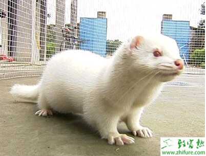 養殖水貂夏季需謹防中暑