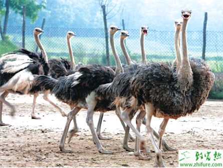 教你養(yǎng)殖鴕鳥如何鑒定年齡