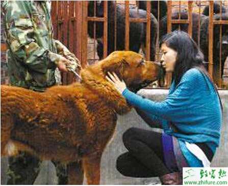 關(guān)于養(yǎng)殖藏獒的配種知識(shí)