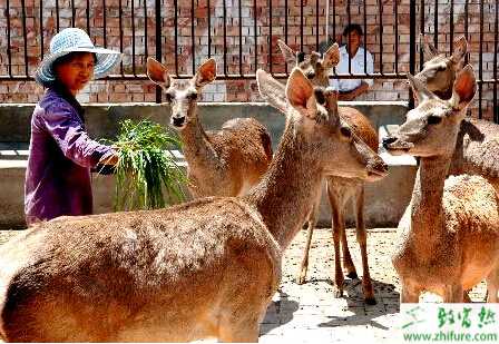 養殖梅花鹿如何選擇種鹿