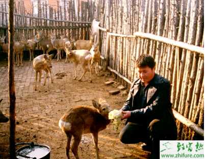 農家養狍子設施