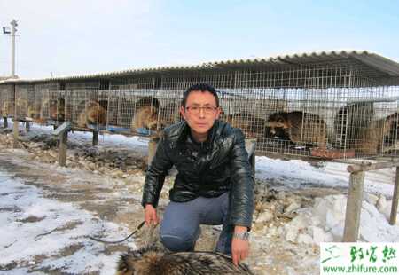 養殖貉子怎樣防治“白鼻子”病