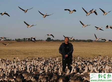 養殖大雁孵化環境要求