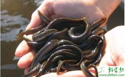 分享養殖泥鰍的七點經驗