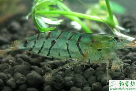 秋冬季節精養青蝦需做好的方面