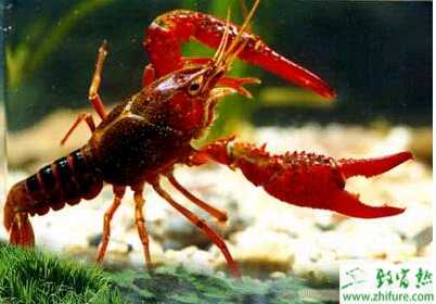 利用茭白與小龍蝦混養的技術要點