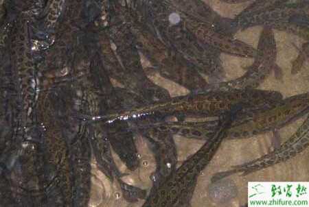 夏花水泥池培育黑魚技術