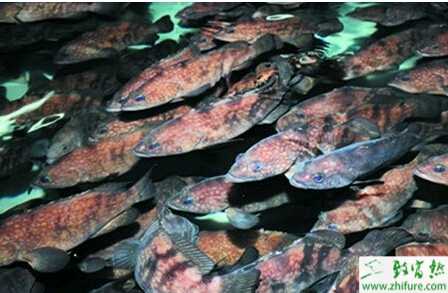 池塘養殖斜帶石斑魚技術