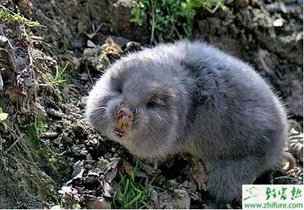 養殖竹鼠如何鑒別懷孕