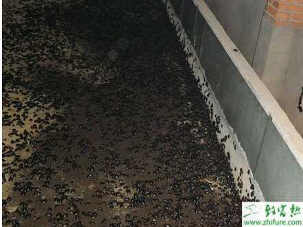 初學(xué)者養(yǎng)土元需要注意的事項(xiàng)