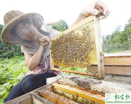 養(yǎng)殖蜜蜂如何對付蜜蜂的天敵