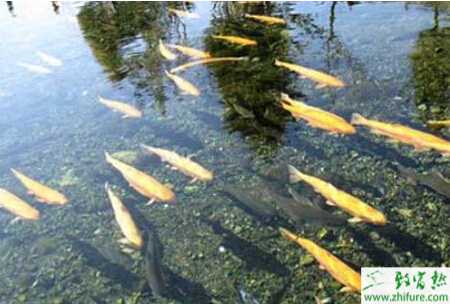 養(yǎng)殖虹鱒魚成魚的飼養(yǎng)方式