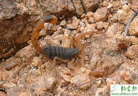 養殖蝎子母仔蝎分離技術