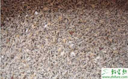 養殖蠅蛆餌料選擇