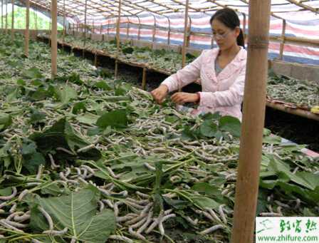 養(yǎng)蠶兒吐出“銀蛋蛋”