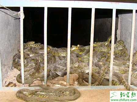 冬季恒溫養蛇的管理技術