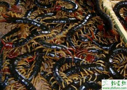 養殖蜈蚣的蟲害防治