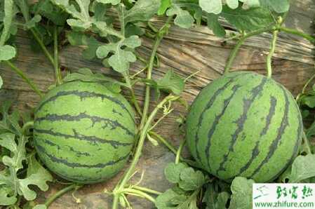 露地西瓜田間管理技術