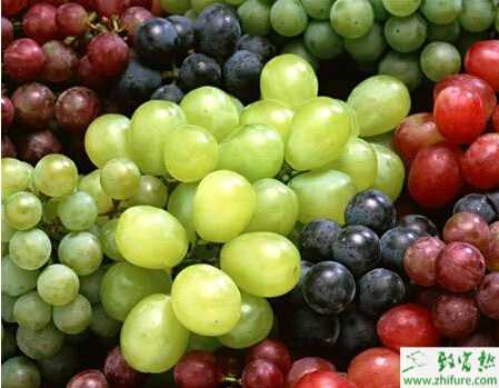 種葡萄害蟲的綜合防治經驗