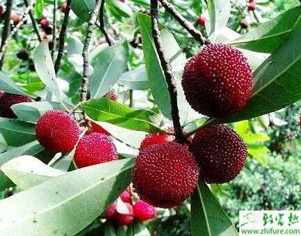 種楊梅采后管理必須跟上