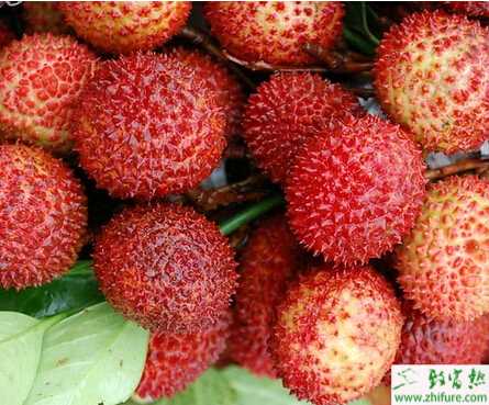 種荔枝霜疫病的防治