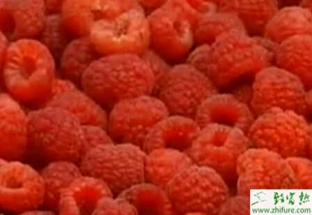 種樹莓最好無性繁殖