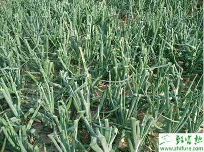 種洋蔥怎么樣防止洋蔥先期抽薹