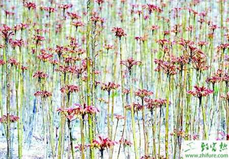 種香椿插條繁殖技術