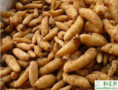 種天麻有性繁殖袋栽技術