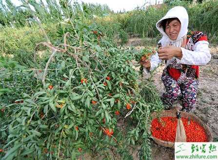 種枸杞春剪有方法