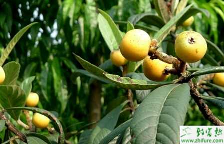 種枇杷成年樹的管理要點