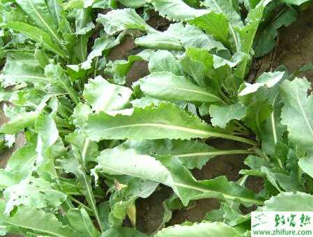 種板藍根霜霉病防治