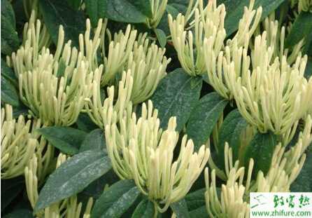 種金銀花修剪技術