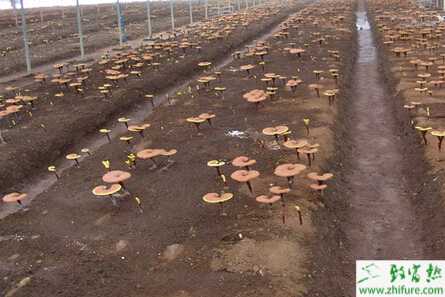 種靈芝的段木培養法