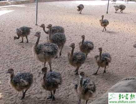 教你家養(yǎng)鴕鳥場的布局設(shè)計(jì)原則