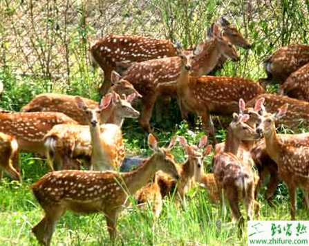 養殖梅花鹿該怎樣放牧