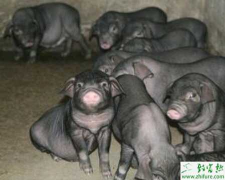 教你香豬養殖場址的選擇與布局