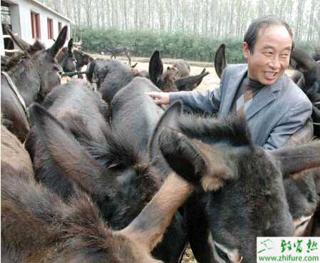 利用青干草養驢效益好