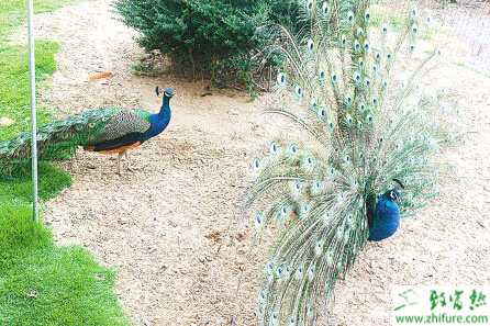 養殖孔雀傳染性法氏囊病的防治