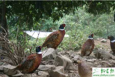 養(yǎng)殖山雞葡萄球菌病的防治方法